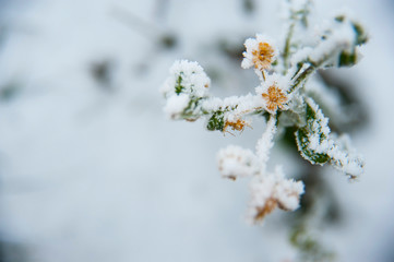 Top view, close to frozen, snow-covered flower with green leaves