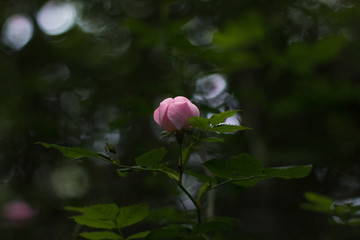 Flower Bud In A Dark Forest