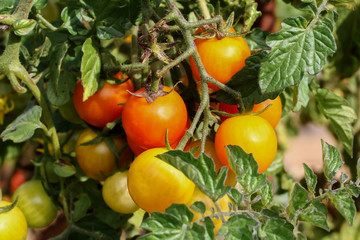 Gelbe und rote Tomaten am Stock, Solanum lycopersicum
