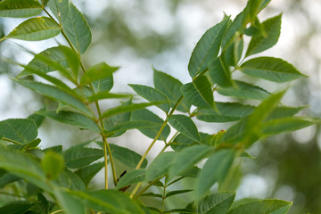 Springtime Tree Leaves