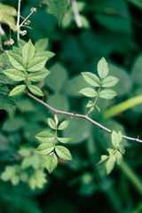 Thorny Branch With Fresh Leaves