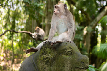 Naklejka na ściany i meble Portrait of a Long-Tailed Monkey in the Sacred Monkey Forest in Ubud, Bali