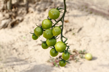 Grüne Tomaten am Stock, Solanum lycopersicum