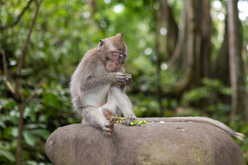 Naklejka na ściany i meble Portrait of a Baby Long-Tailed Monkey Peeling Seeds in the Sacred Monkey Forest in Ubud, Bali