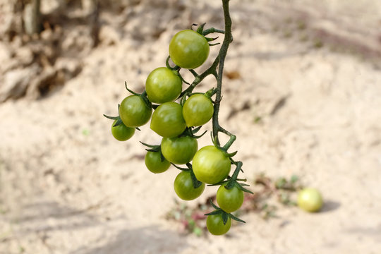 Gr&uuml;ne Tomaten am Stock, Solanum lycopersicum