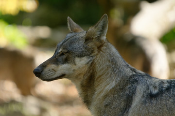 Loup 3