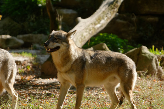 Loup 5
