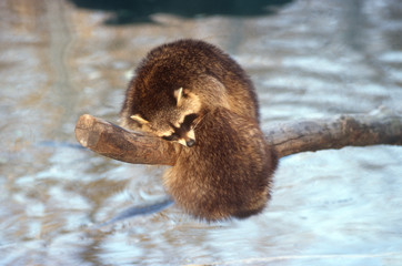 Two racoons sleeping intertwined on a branch above a river. 