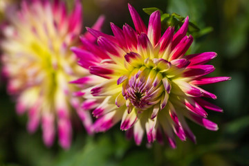 Obraz premium Dahlie 12