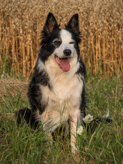 Border Collie Portrait