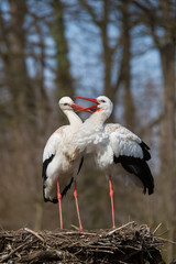 Sich liebkosendes Storchenpaar