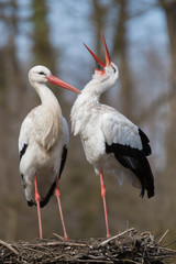 Sich liebkosendes Storchenpaar
