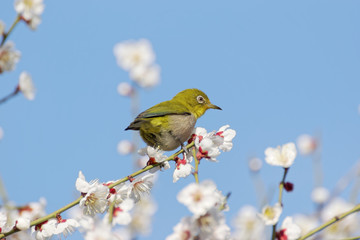 Japanese white-eye on plum blossom tree