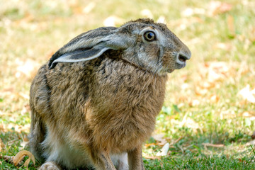 Hase