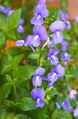 Brazilian snapdragon or amazon blue violet flowers