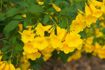 Tecoma stans yellow bells with green