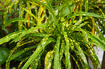 Croton johannis or codiaeum variegatum spotted plant