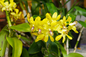 Dendrobium genting royal orchid yellow flowers