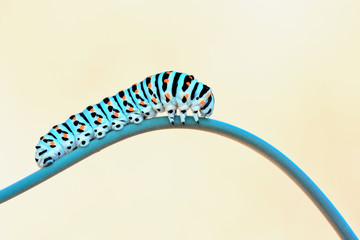Monarch butterfly from caterpillar