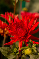 single flower in the garden, dahlia, red color.