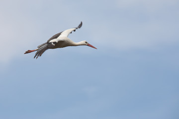 Obraz premium Weißstorch im schnellen Flug