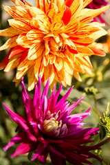 single flower in the garden, dahlia, orange, yellow, purple, color.