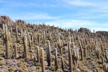 cactus in salar de uyuni