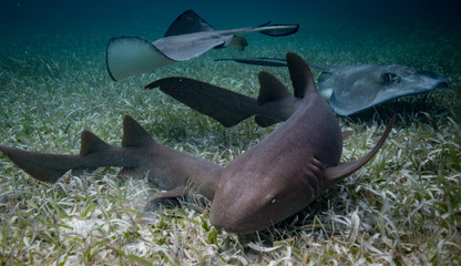Shark Ray Alley Belize
