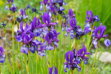 Crédence de cuisine en verre imprimé Iris Iris sibirica many violet flowers in garden