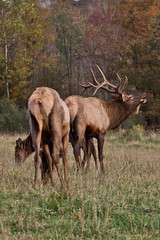 Naklejka na ściany i meble Bull elk and cow – Photographed in Elk State Forest, Elk County, Benezette, Pennsylvania