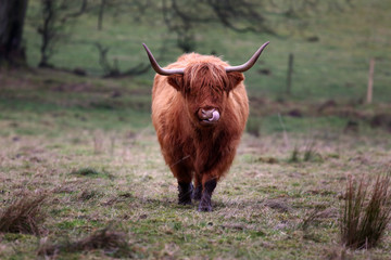 Aberdeen Angus Cow 