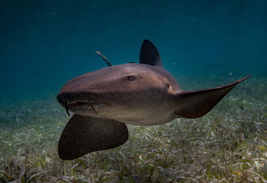 Shark Ray Alley Belize