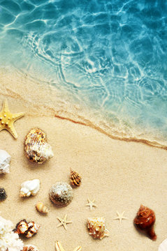 Seashell on the summer beach in sea water. Summer background. Summer time.