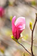 Beautiful pink spring flower of magnolia on a tree branch.