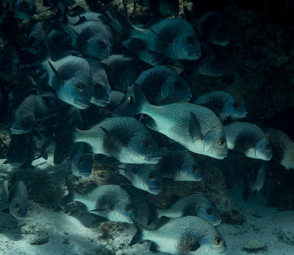 Shark Ray Alley Belize