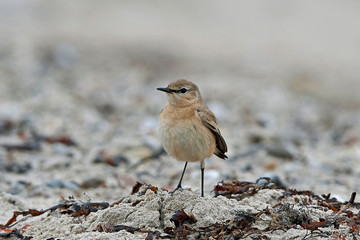 Isabelline wheatear (Oenanthe isabellina)