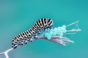 Monarch butterfly from caterpillar and eggs