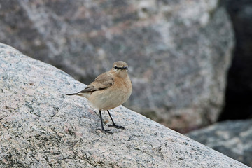 Isabelline wheatear (Oenanthe isabellina)