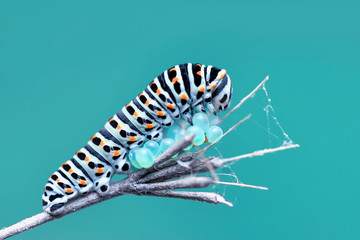 Fototapeta na wymiar Monarch butterfly from caterpillar and eggs