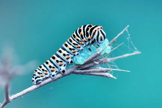 Monarch Butterfly From Caterpillar And Eggs