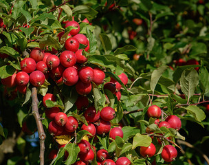 Paradise apples in the garden of Peterhof. St. Petersburg