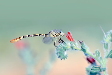 Beautiful nature scene dragonfly. 