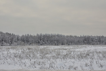 winter rural landscape with snowy trees and snow