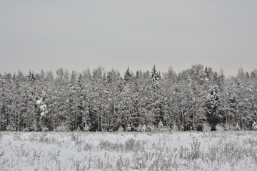 winter landscape with trees and snow