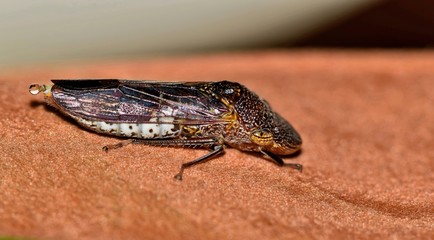 A macro of a Smoke-Tree Sharpshooter (Homalodisca liturata) resting on a dead leaf. These colorful leaf hoppers are often seen during Springtime.