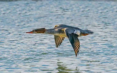 Merganser Surface Skimming - A common merganser duck flies along a river and skims the surface with wings down. Chilkat River, Haines, Alaska. 