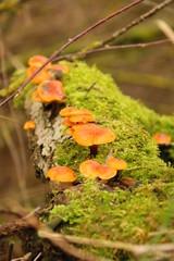Pilze