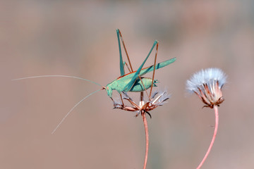 Grasshopper macro in green nature - Stock Image