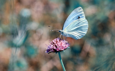 Beautiful butterflies sitting on flower