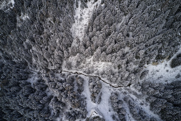 Mountain forest in winter